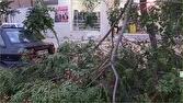 شکسته شدن درخت بر اثر طوفان در آران و بیدگل + فیلم
