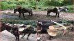 باند قاچاق چوب با اسب و قاطر در نور متلاشی شد