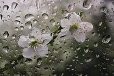 رشد کم‌سابقه ۸۸ درصدی بارش‌ها در فارس