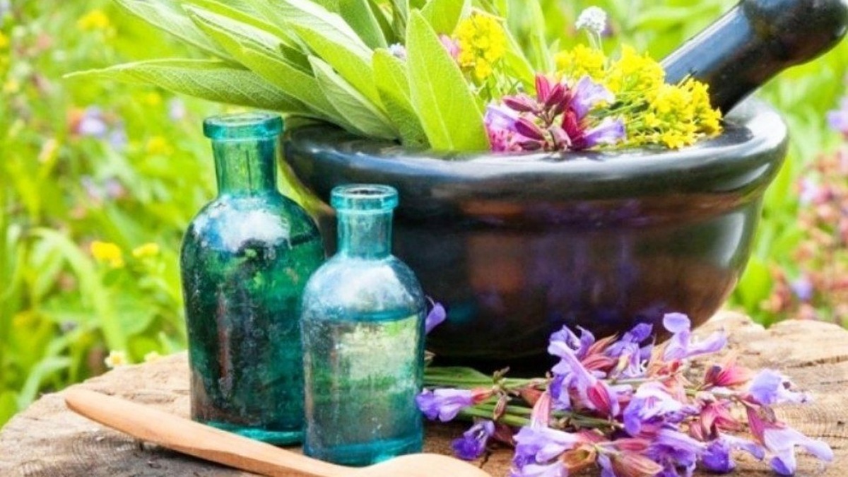 باشگاه خبرنگاران -ظرفیت بالای گیاهان دارویی در سراوان؛ بستری برای توسعه اقتصادی و جذب سرمایه‌گذار