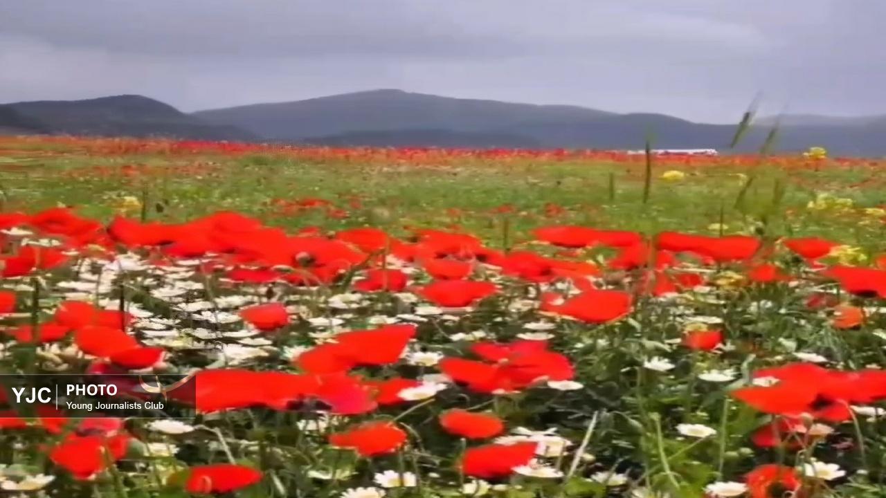 شکوفایی دشت شقایق‌ها در حومه خرم‌آباد + فیلم