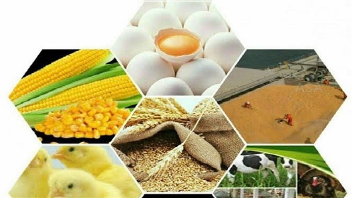 باشگاه خبرنگاران -توزیع بیش از ۱۸۵ هزار تن انواع نهاده های کشاورزی و دامی در آذربایجان غربی