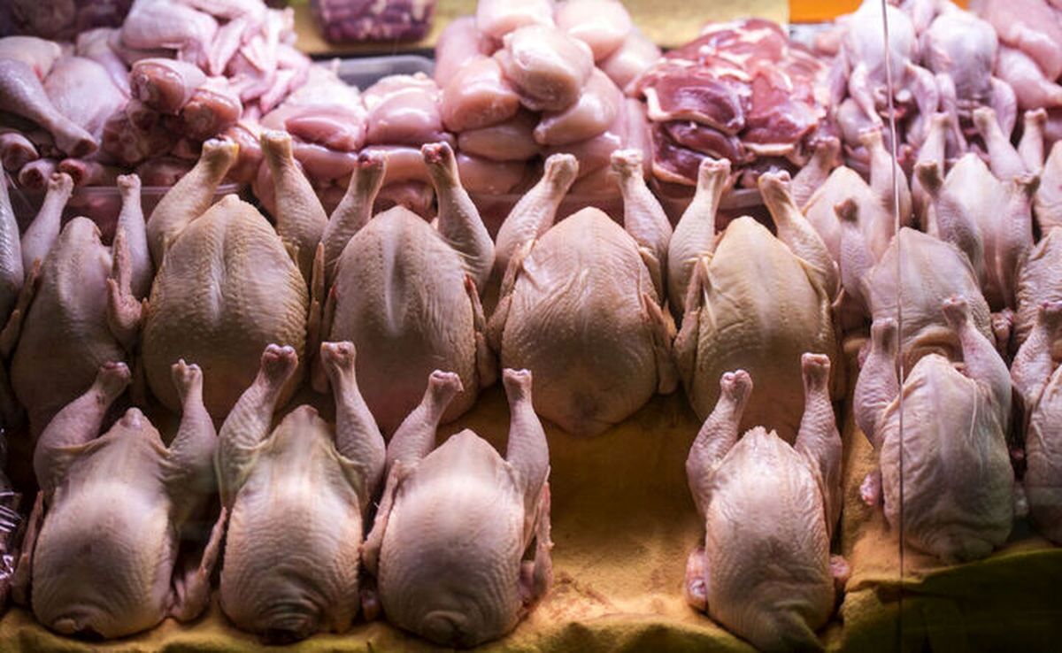 توزیع مرغ دولتی خبر خوش بازار فارس شد