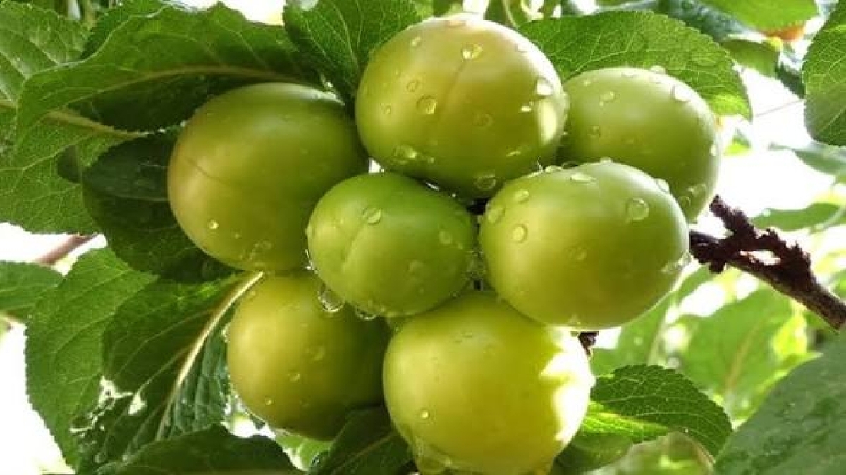 باشگاه خبرنگاران -برداشت آلوچه از باغات گیلان
