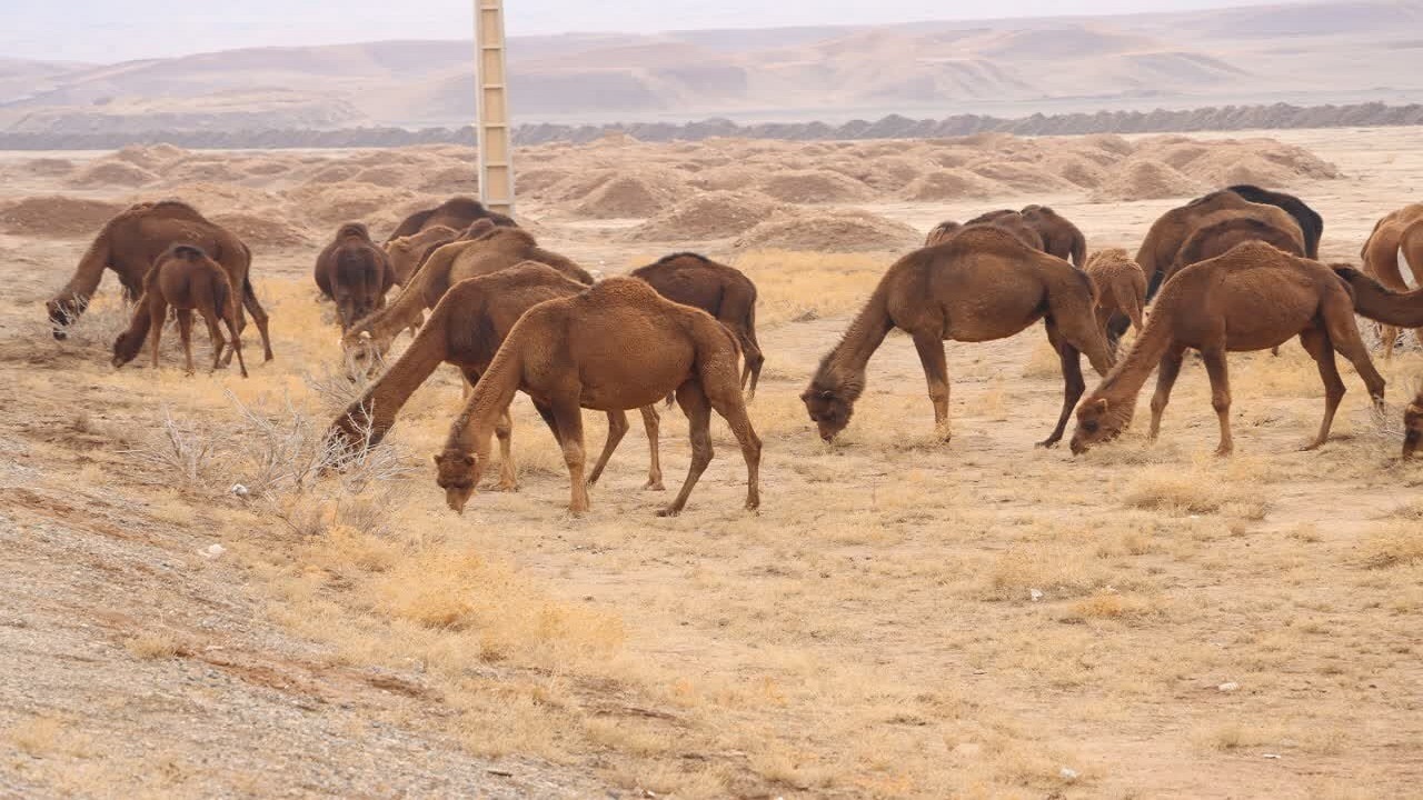 چرای بی‌رویه دام؛ عامل اصلی تخریب خاک در مراتع قم است