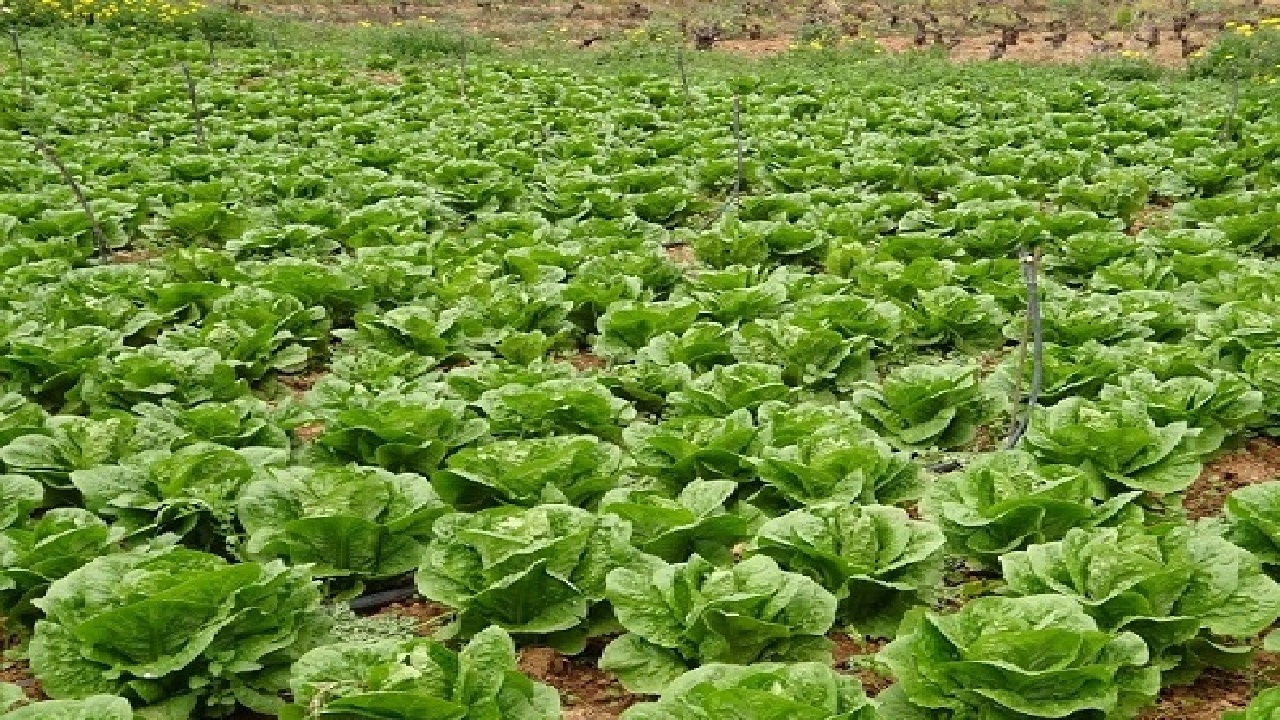 خرمشهر؛ سرزمینی برای کشت سبزی و صیفی پاییزه!