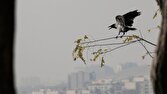 باشگاه خبرنگاران -منطقه ۱۹ تهران آلوده‌ترین نقطه پایتخت شد
