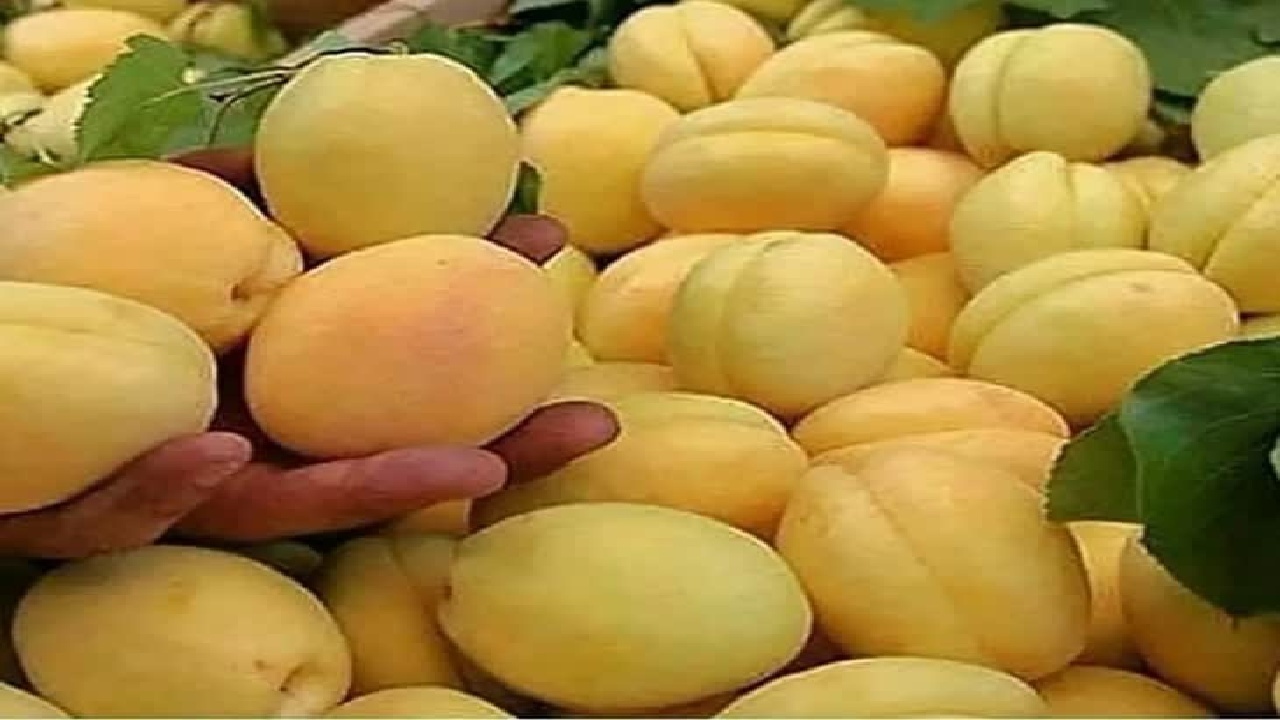 طلوع طلایی زردآلو در باغ‌های فارس؛ روایتی از بهار و برکت
