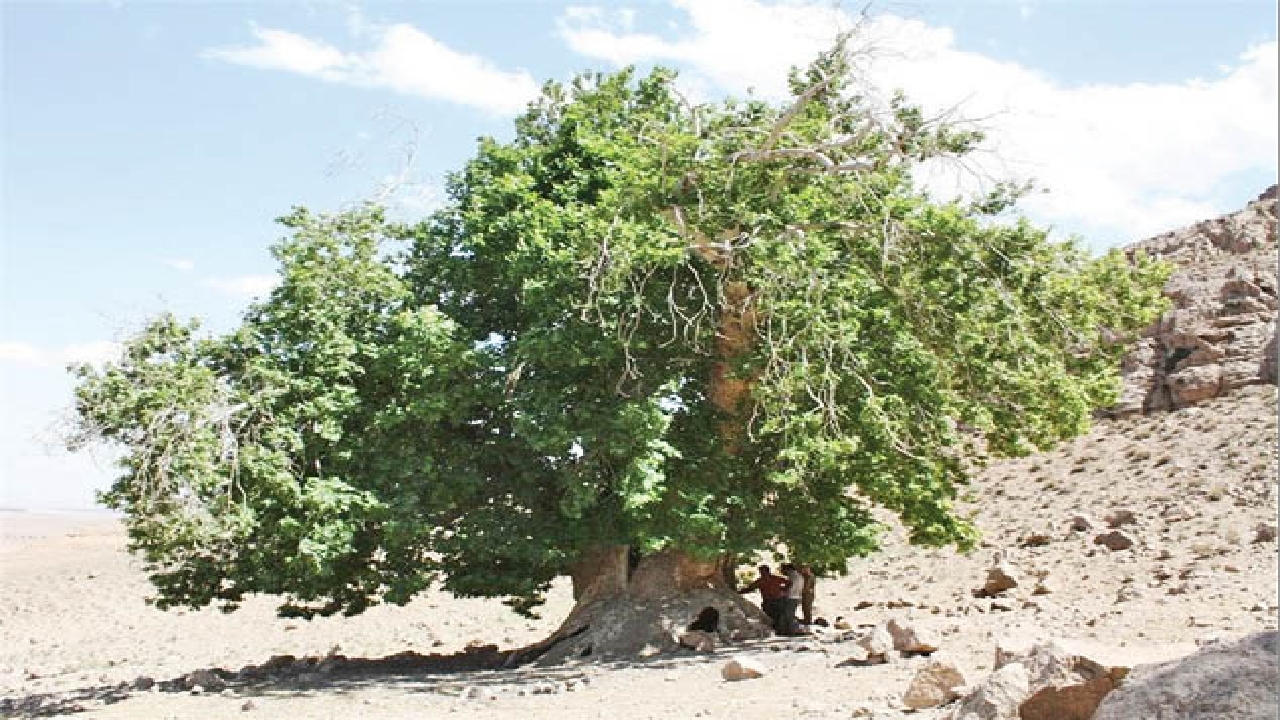 شجره‌نامه‌های ایران