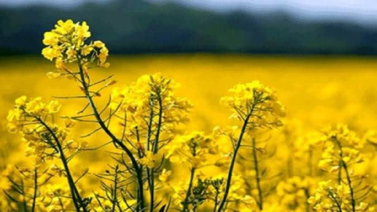 خرید کلزا در لرستان به ۱۵۰ تن رسید/ آغاز واریز مطالبات کلزاکاران از شنبه ۲ خرداد