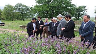 کشت گیاهان دارویی مسیری برای بهره‌برداری پایدار از اراضی شیبدار گلستان