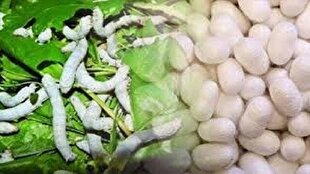 توزیع تخم نوغان از فردا در گیلان