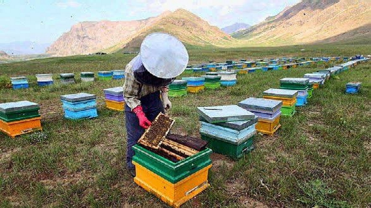 باشگاه خبرنگاران -خوی؛ قطب تولید عسل کشور در کانون مبارزه با سموم مخرب