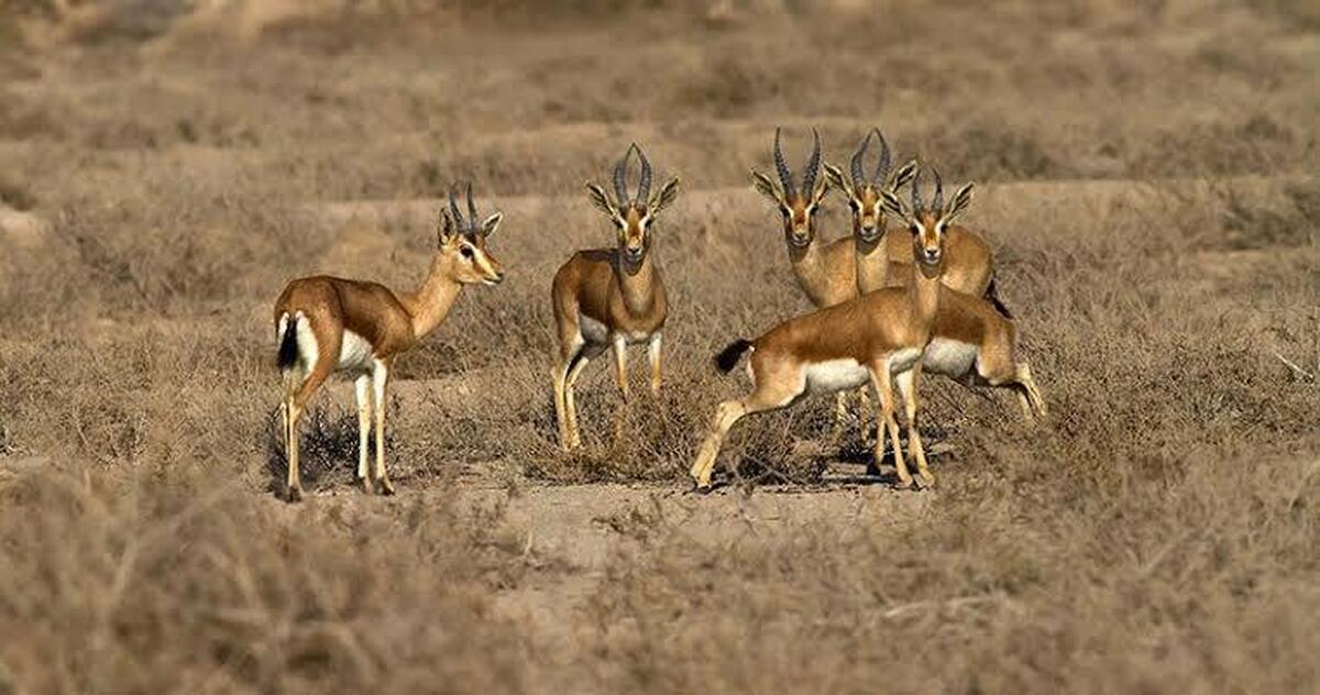 باشگاه خبرنگاران -ناکامی شکارچیان غیرمجاز در پناهگاه حیات‌وحش شیرکوه