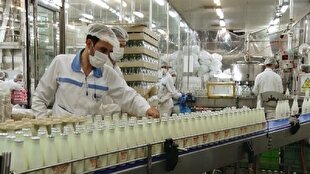 فرصت ۹۰ روزه شیر پگاه برای پرداخت بدهی دامداران لرستان