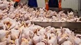 لرستان، قطب تولید مرغ؛ از ظرفیت‌های بی‌بدیل تا تأمین ۴۰ روزه بازار