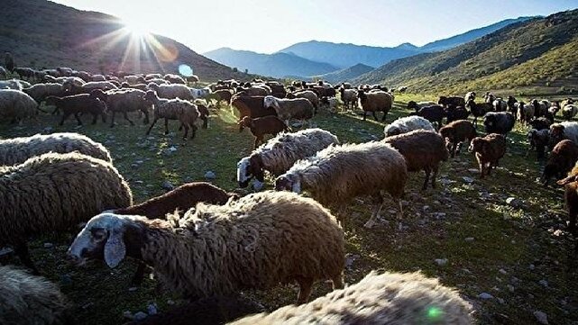نوای کوچ؛ آغاز فصل زندگی عشایر لرستان در دامنه‌های زاگرس