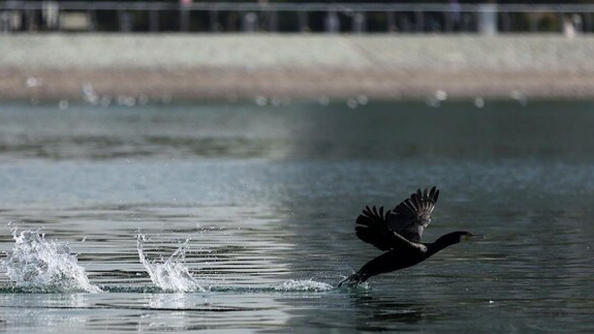 باشگاه خبرنگاران -ماجرای حشرات ریز دریاچه شهدای خلیج فارس چیست؟