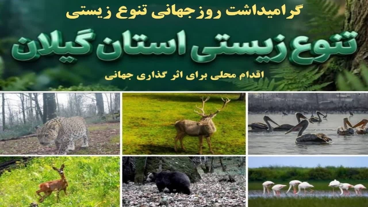 باشگاه خبرنگاران -اقدام محلی، اثرگذاری جهانی؛ گیلان گنجینه‌ای از تنوع زیستی ایران + فیلم