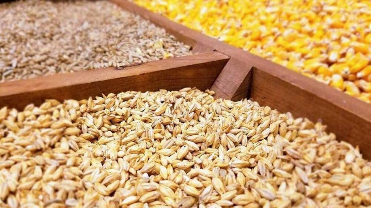 باشگاه خبرنگاران -مشکلی در تامین نهاده‌های دامی نداریم