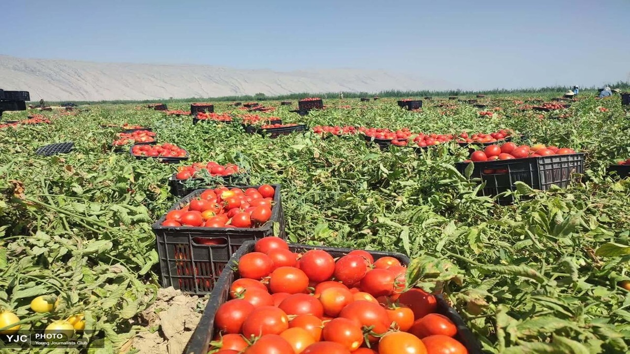 تولید بیش از ۲۰۰ هزار تن گوجه فرنگی در کازرون