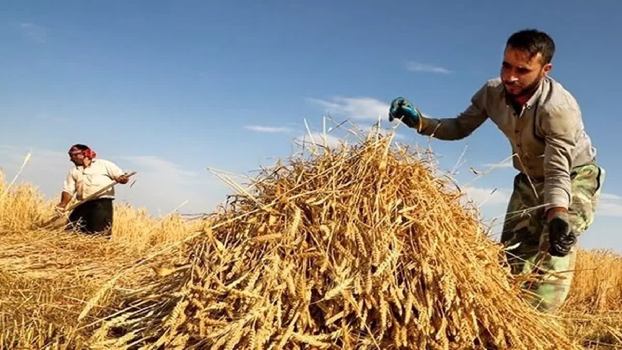 آغاز پرداخت ۴۰ درصد از بهای گندم خریداری شده از کشاورزان خوزستانی