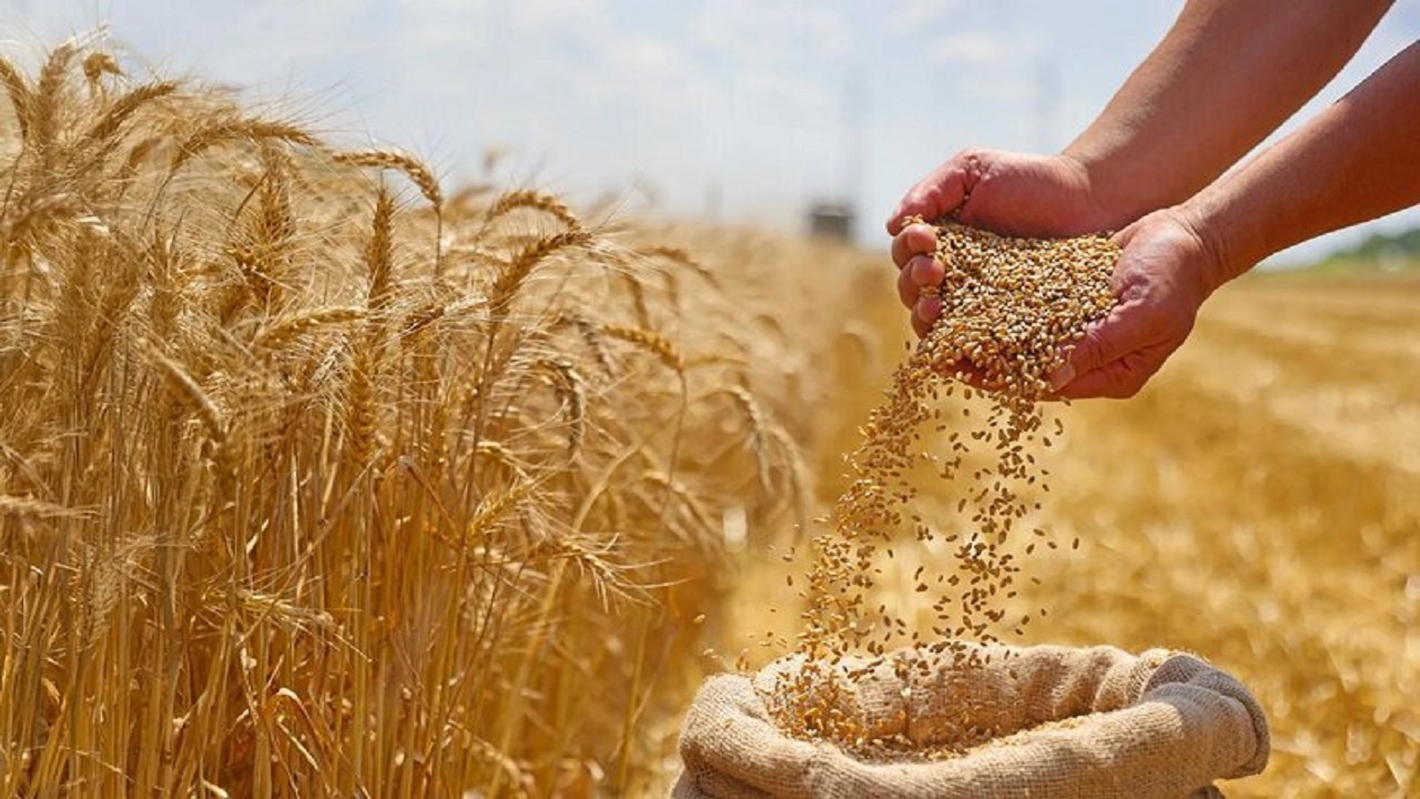 آغاز پرداخت مطالبات گندمکاران گلستانی از امروز