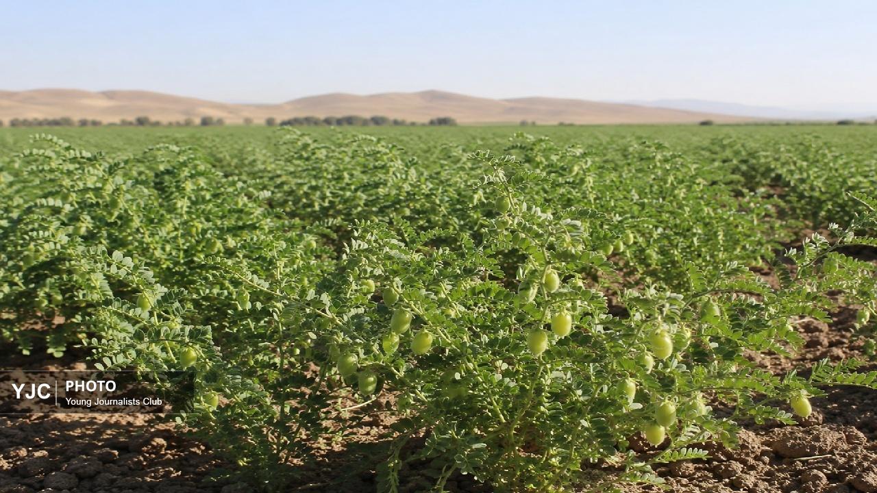 نسخه سبز لرستان برای مقابله با آفات؛ آغاز طرح کنترل بیولوژیک آفات نخود در استان