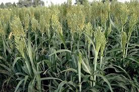 کشت سورگوم در بندرعباس؛ راهکاری نوین برای مقابله با خشکسالی