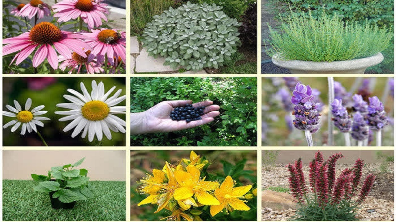 قزوین؛ قطب تولید گیاهان دارویی با ۱۰۷۵ تن محصول متنوع
