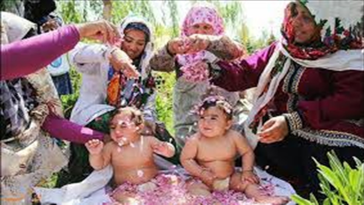 برداشت گوشواره‌های طبیعت در قائنات + فیلم