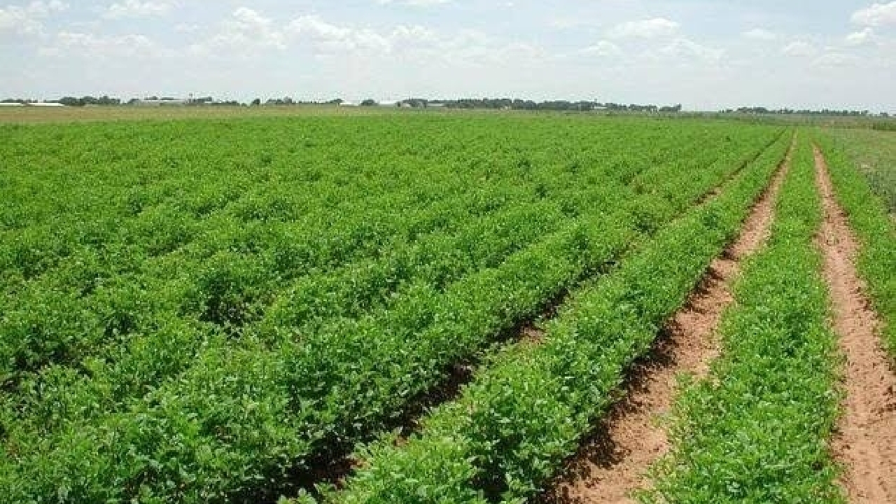 آغاز کشت تابستانه در ۱۵ هزار هکتار از اراضی اندیمشک