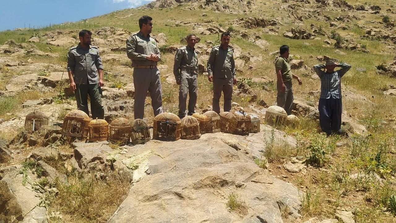 بازگشت ۱۸ کبک و یک سهره طلایی به طبیعت در منطقه حفاظت‌شده عبدالرزاق سقز