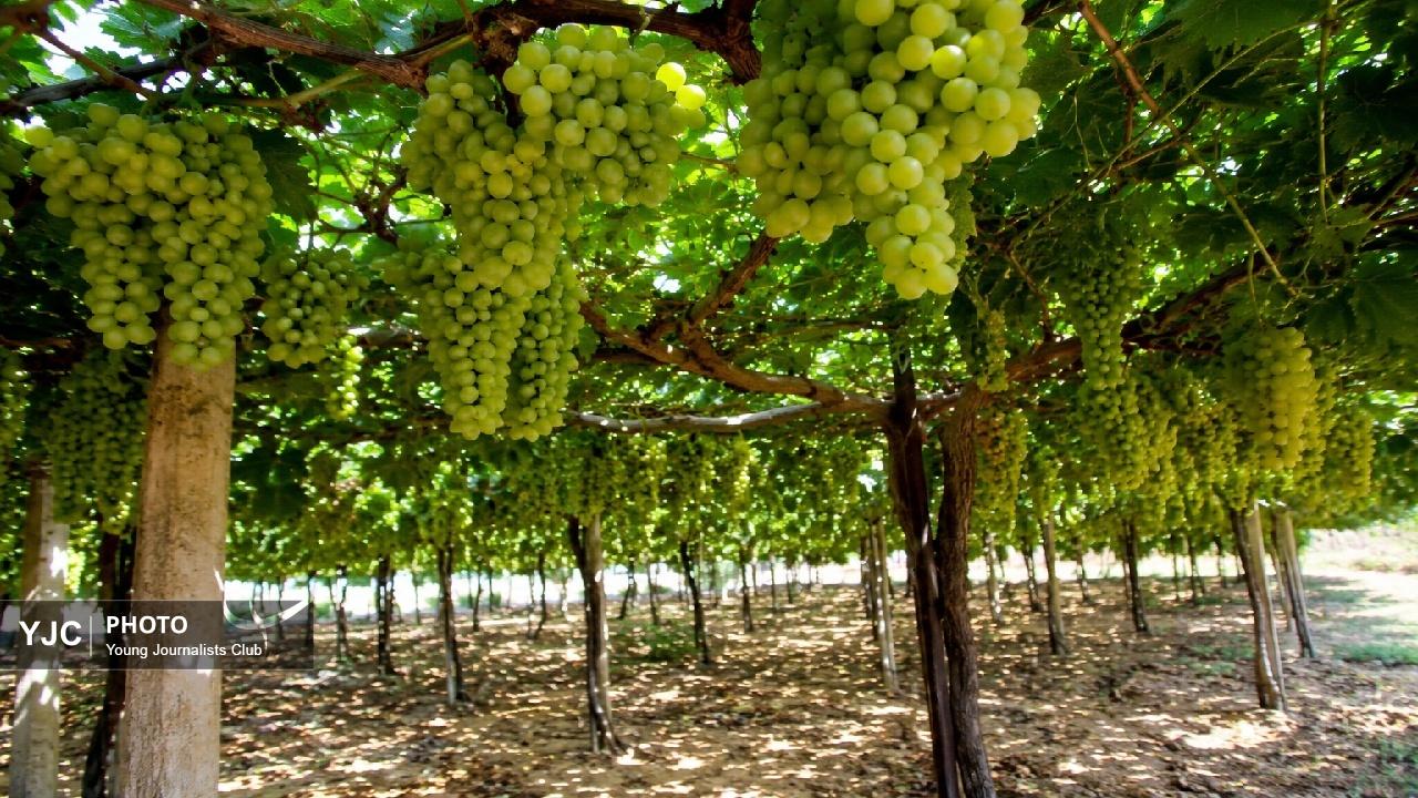 بهبهان؛ گنجینه ژنتیکی انگور ایران در مسیر توسعه