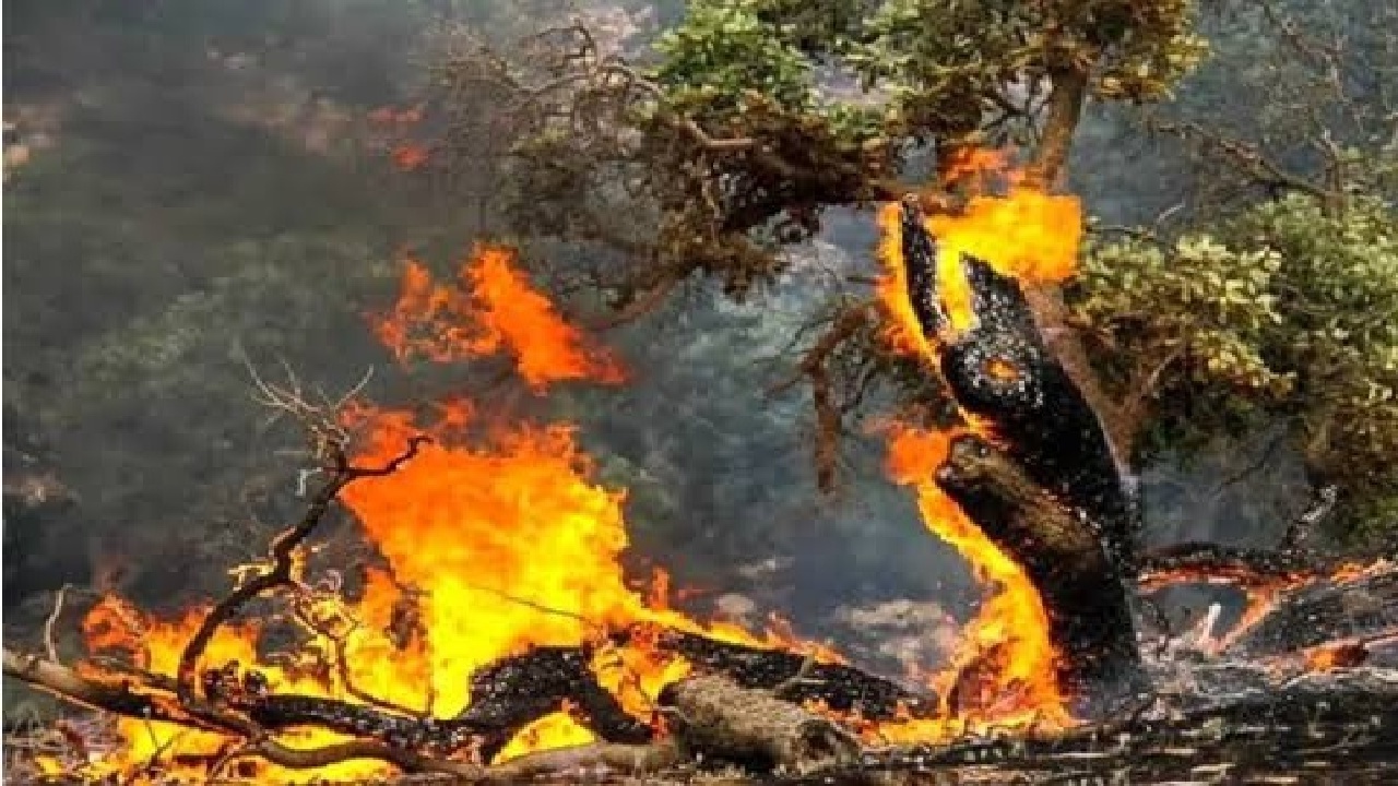 زغال قاچاق؛ زخمی خاموش بر پیکر جنگل‌های زاگرس خوزستان