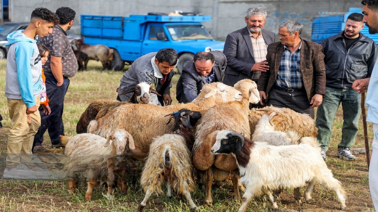 هر گونه جابه‌جایی و فروش دام بدون مجوز، قاچاق است