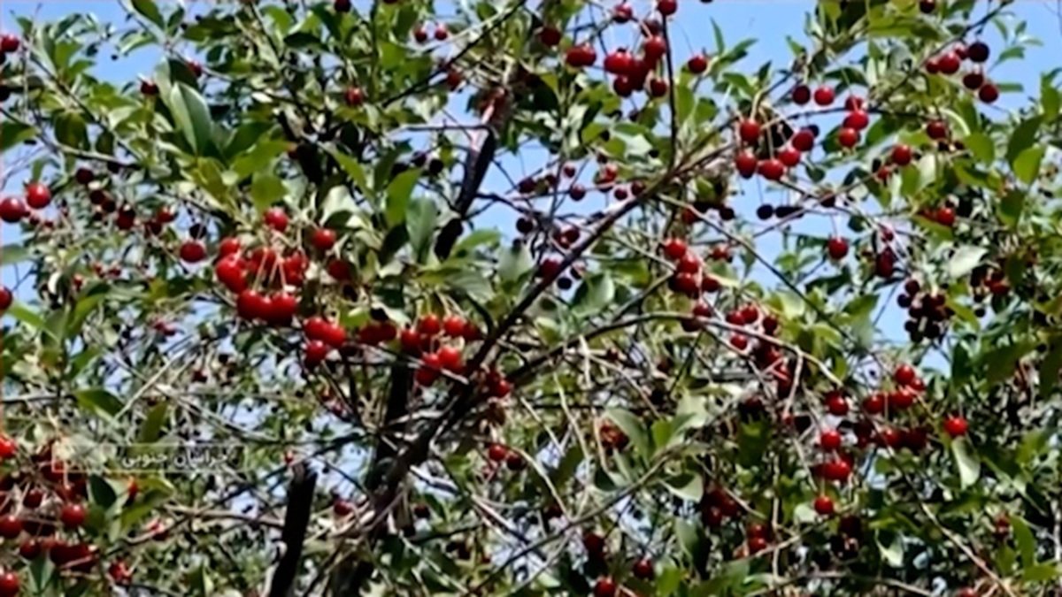 برداشت سردرختی‌های تابستانه در دامغان + فیلم