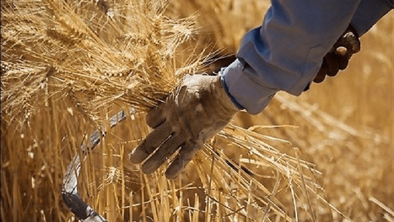 پیگیری پرداخت مطالبات گندم کاران به کجا رسید؟
