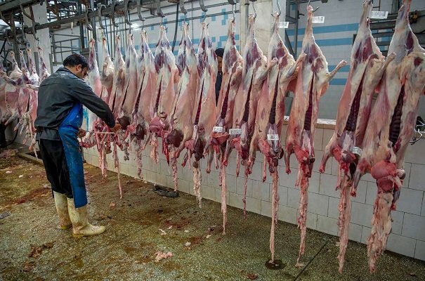 ذبح ۲۰۰ هزار راس دام سبک و سنگین در کشتارگاه های کشور