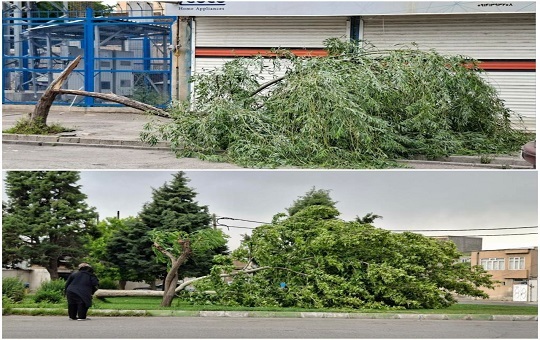 سقوط درختی تنومند در فرهنگ‌شهر تبریز+عکس