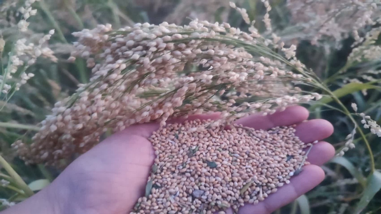 لبخند سنبله‌های طلایی از دل خاک کازرون + فیلم و تصاویر