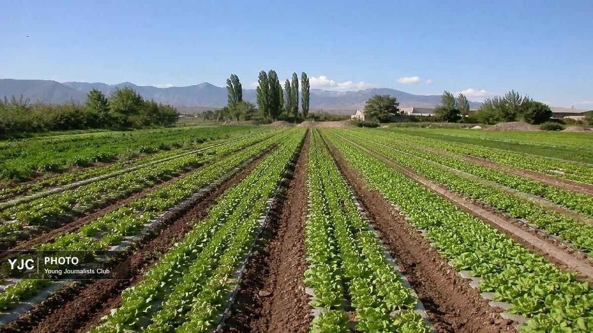 باشگاه خبرنگاران -کشاورزی بدون کارخانه؛ طلای سبز لرستان ارزان از دست می‌رود