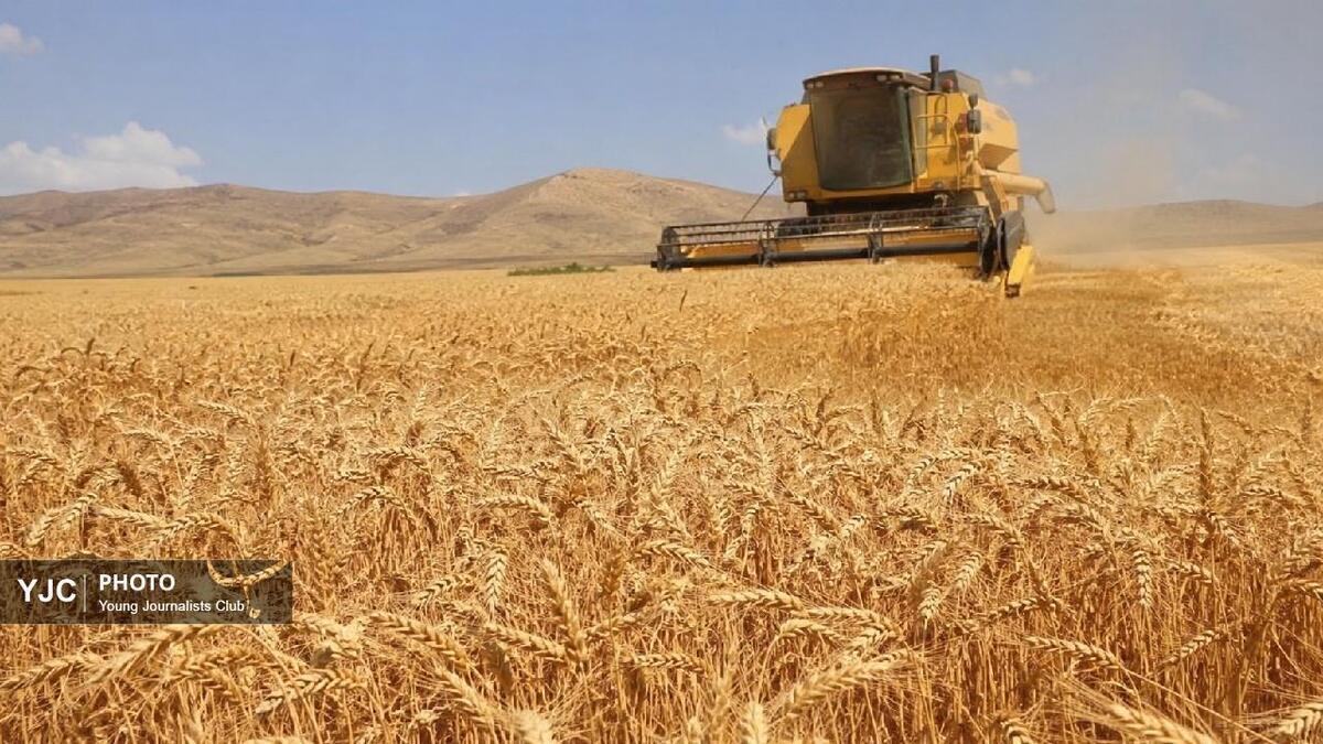باشگاه خبرنگاران -رکورد تاریخی تولید گندم در لرستان؛ میانگین برداشت به ۷ تن در هکتار رسید