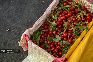 چیدن آلبالو و گیلاس از باغ‌های روستای کندر