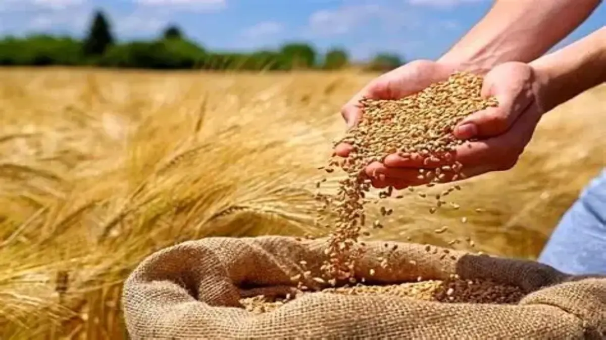 باشگاه خبرنگاران -پرداخت طلب گندمکاران پیگیری شد