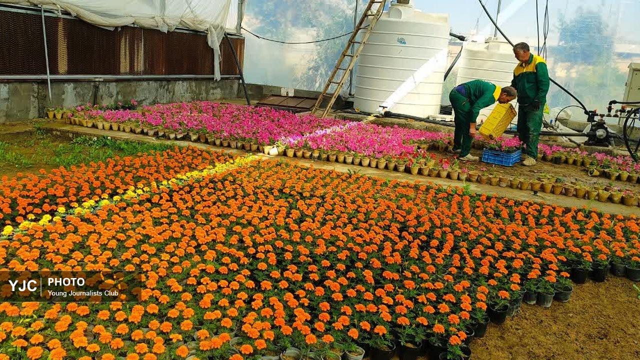 گسترش فضای سبز شهرکرد؛ از تولید انبوه گلدان‌های تابستانه تا جایگزینی درختان خشک با نهال‌های تازه