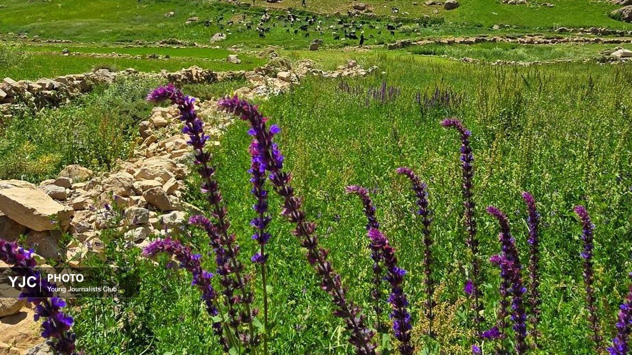 ثبت زیبایی‌های بکر کوهرنگ در قاب دوربین هنرمند چهارمحال و بختیاری + تصاویر