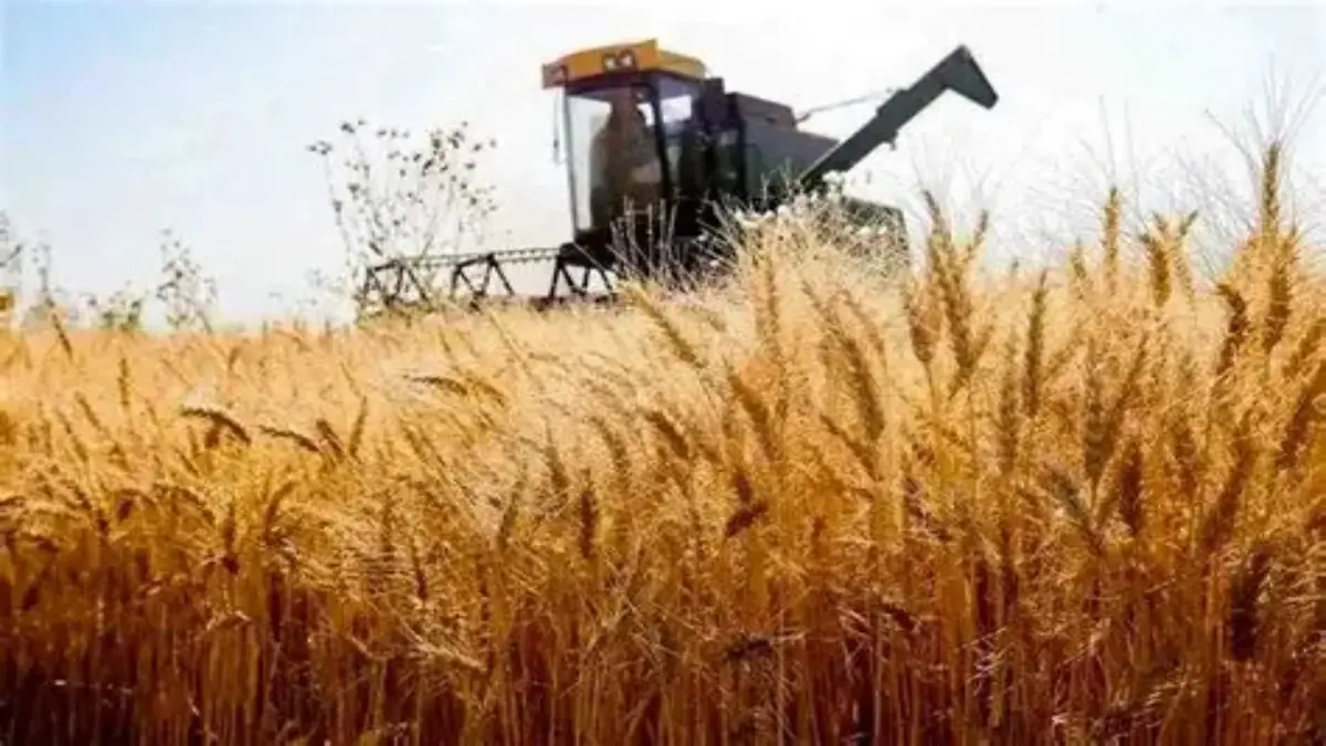 باشگاه خبرنگاران -تاخیر در پرداخت مطالبات گره کور گندمکاران علی آباد کتول شد