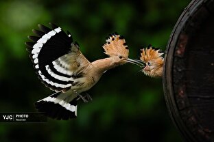 عکس‌های منتخب حیات وحش جهان