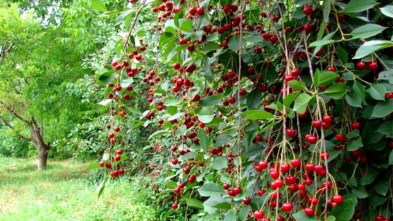 خودنمایی درختان آلبالو و گیلاس در باغ های اهر + فیلم